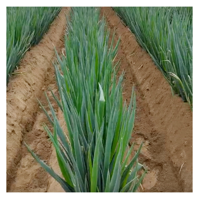 Máquina de cultivo de diésel de 150 kg de capacidad para proyectos de paisajismo doméstico