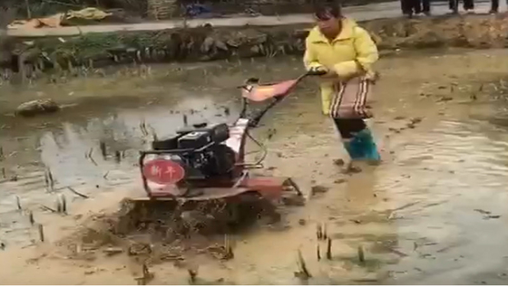 Cultivador rotativo de 155*75*105cm para el cultivo económico y de ahorro de tiempo del arroz