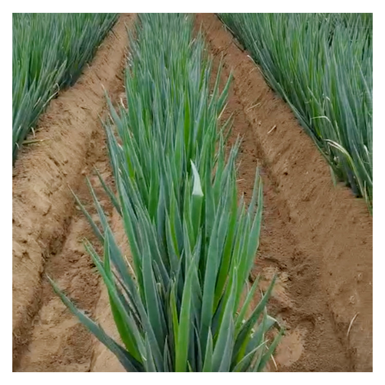5.2KW con tracción a las cuatro ruedas, cultivador de trincheras diesel para cultivos pesados
